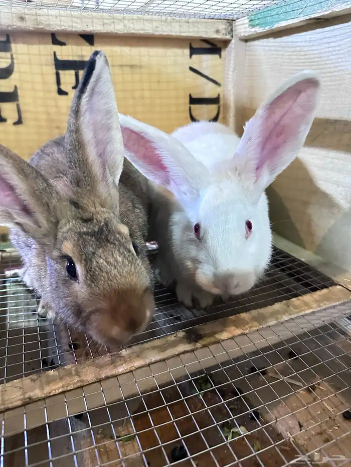 ارانب بلدي جوز 5