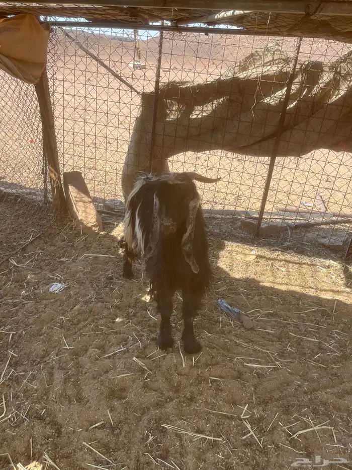 تيوس افحول للبيع مشروطه وطيبه 2