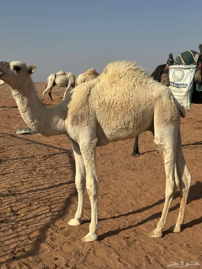 حاشي للبيع 1