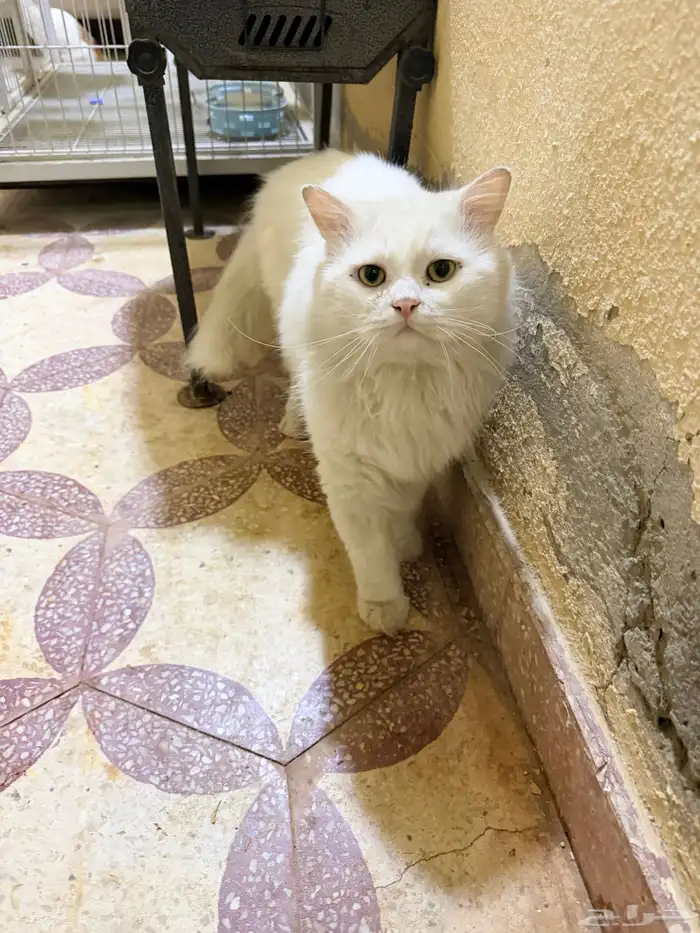 قط شيرازي ابيض و اليف جدا للتبني 7