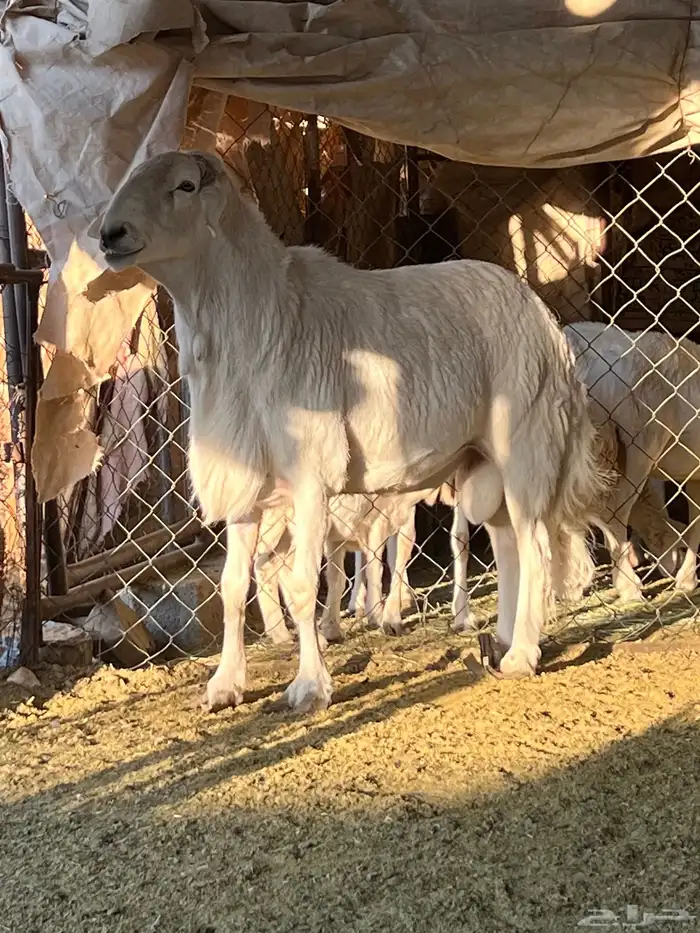 فحل جامع شبب 4