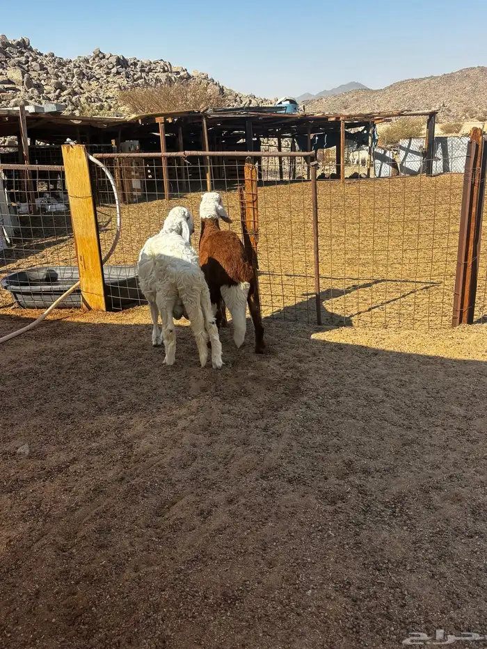 الشميسي طريق الخواجات 0