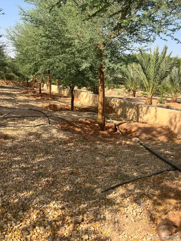 العنوان شقراء ونسا ح 3