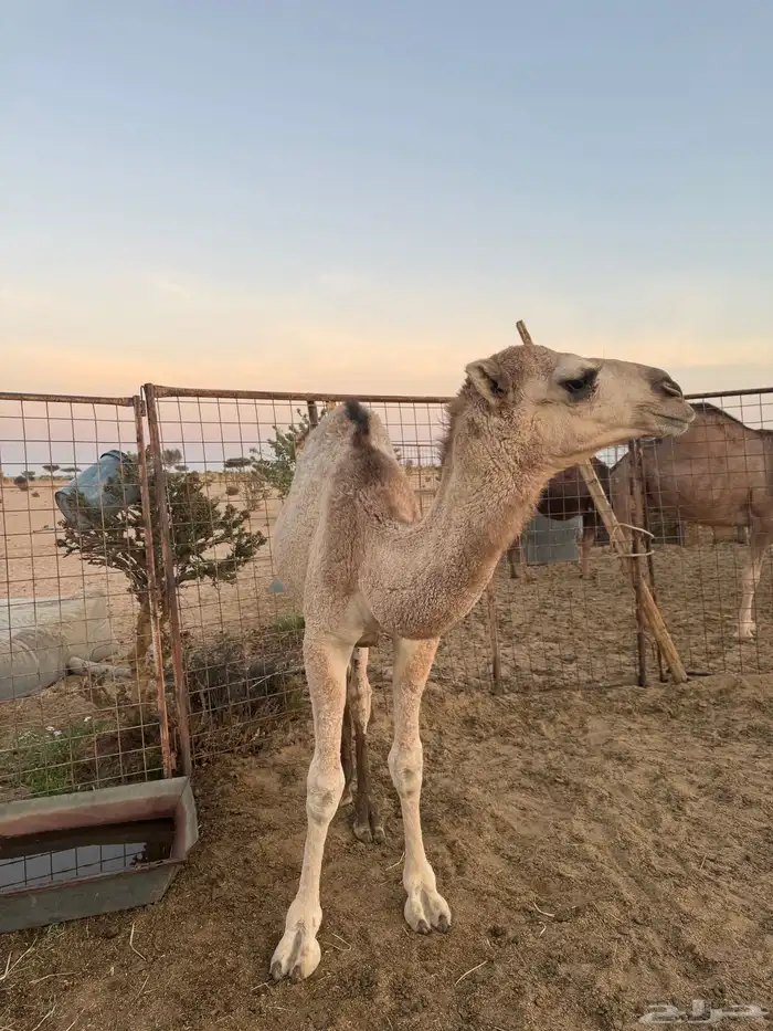 قعود لباني على الحليب 0