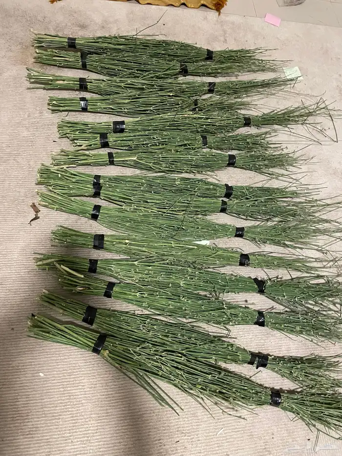 مرخ جديد وطازج 9