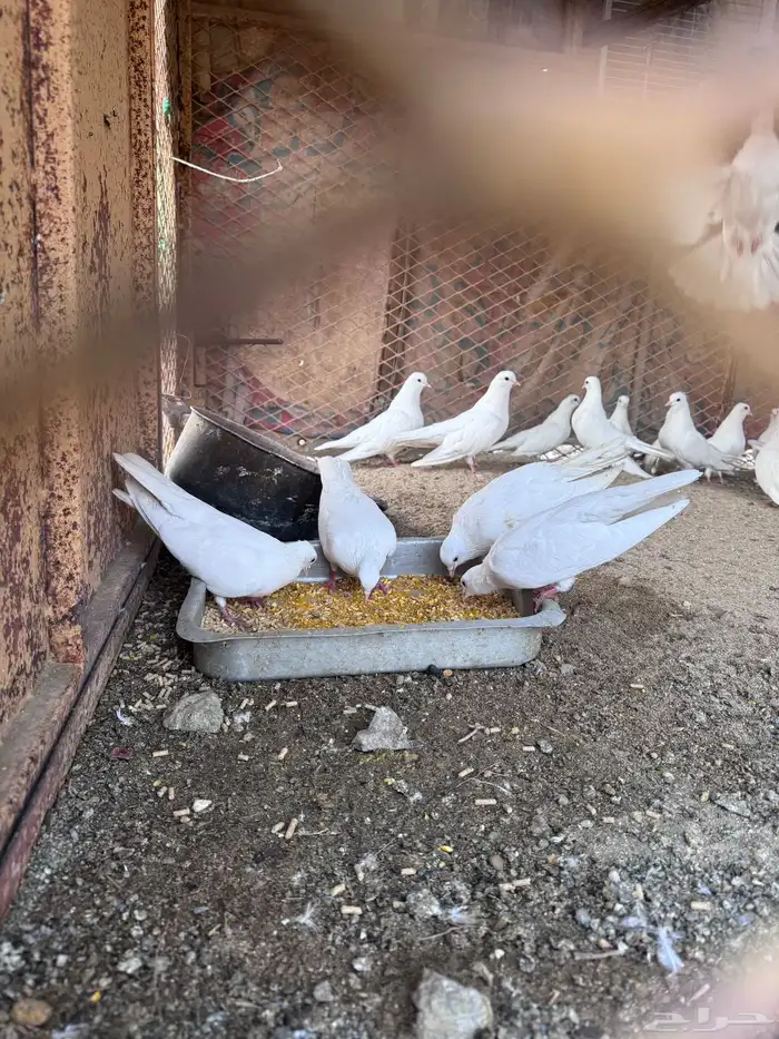 حمام صنعاني 4