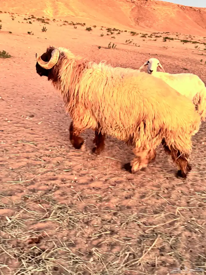 فحول نعيم سدس او توهن تامات 1