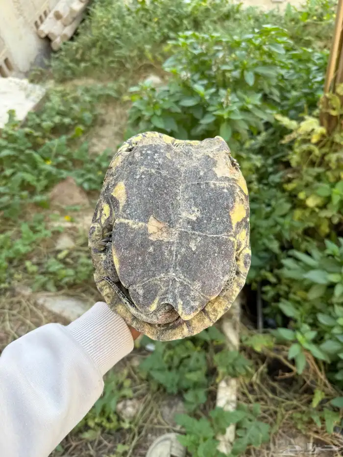 سلحفاه برمائيه كبيره عمرها تقريبا تسع سنوات انثى اضن 0