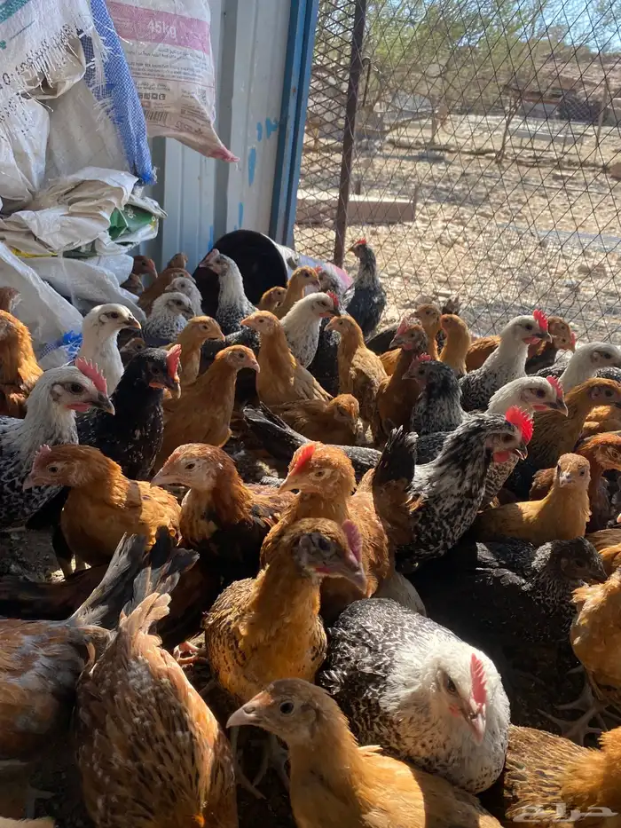 صوص بلدي فواتح 11