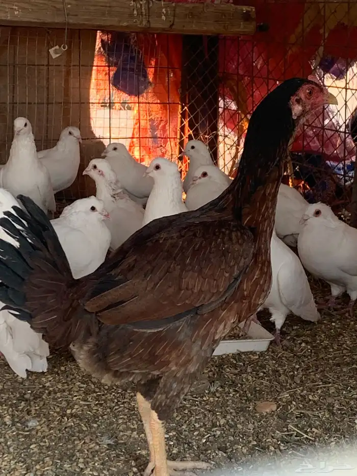 البيع دجاجه باكستاني 1