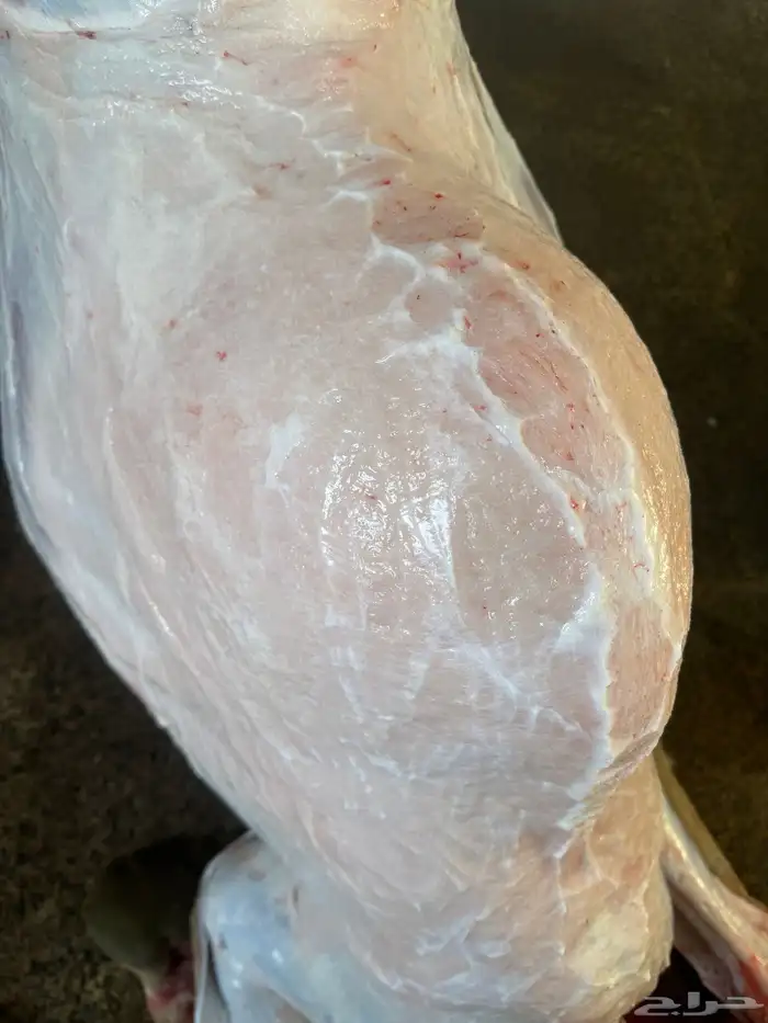 لباني شرط عمره(5)اشهر والحم مضمون وتحدي 2