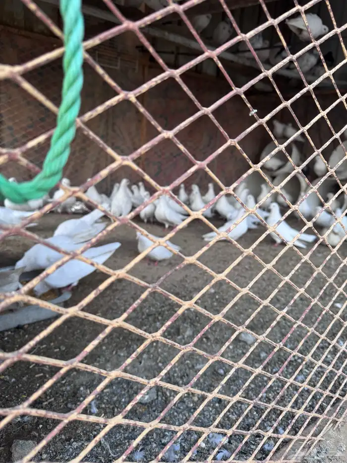 حمام صنعاني 9