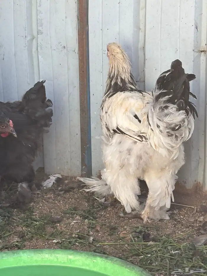 دجاج براهما 1