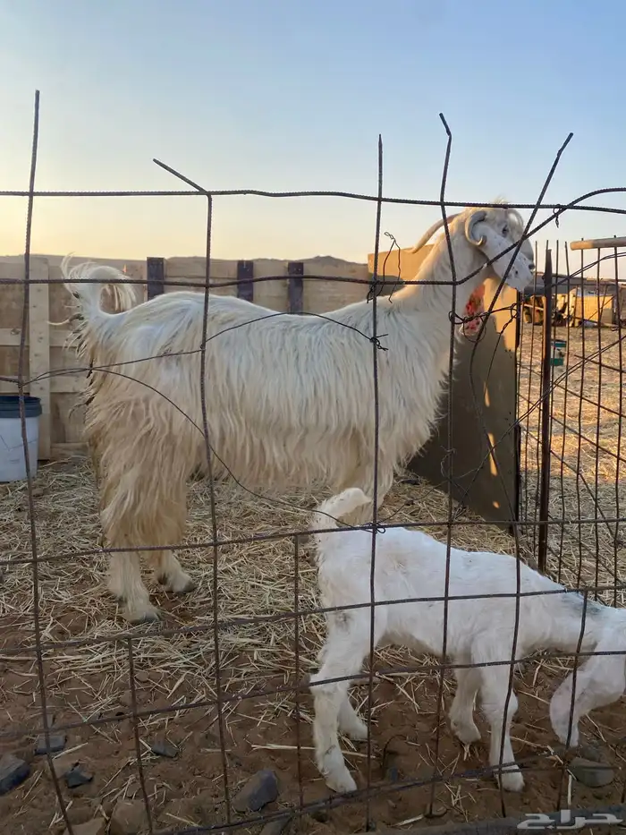 معزاء موليد. 0