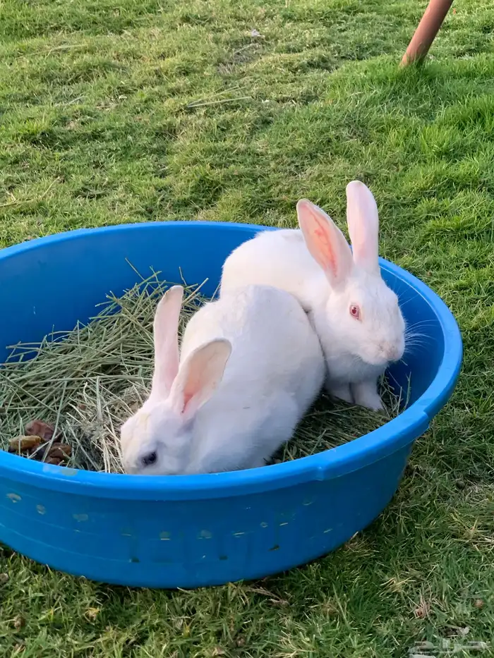 ارنبين فرنسيه 2