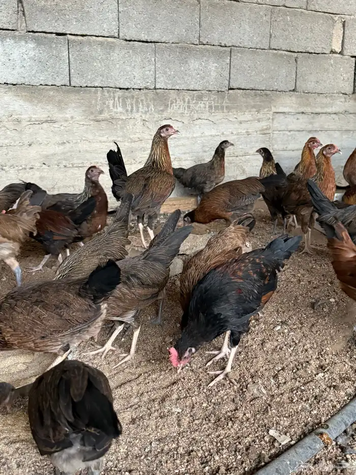 دجاج عربي بشاير 0