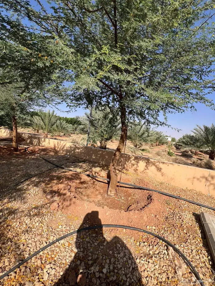 العنوان شقراء ونسا ح 1