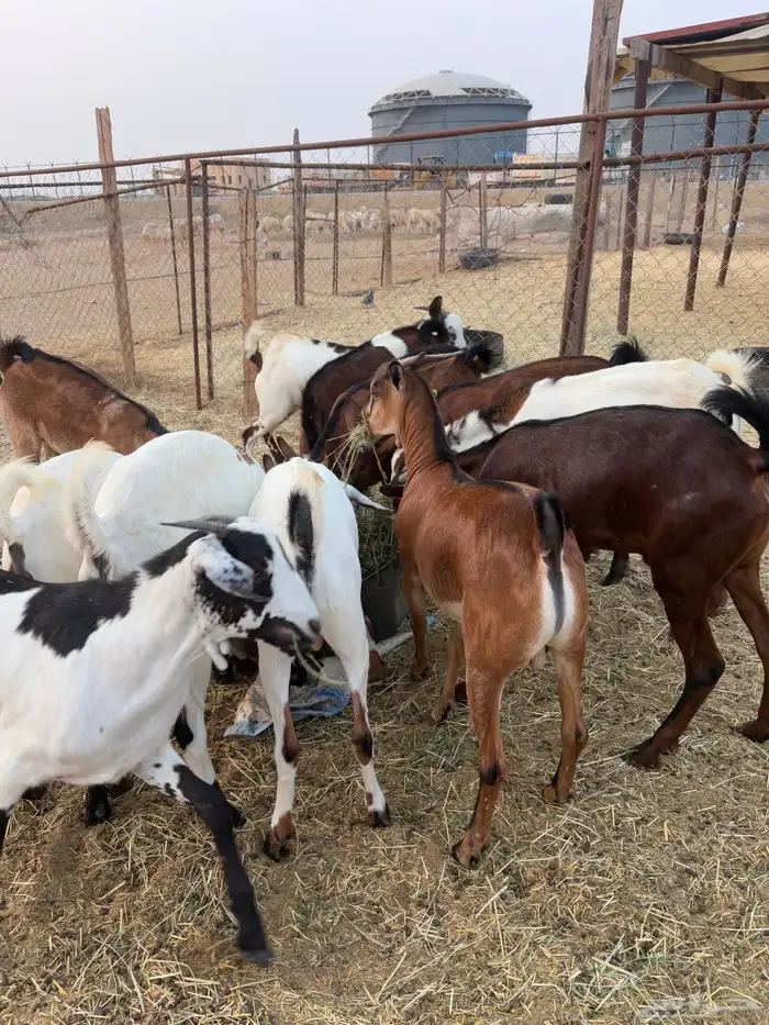 تيوس تربيه 0