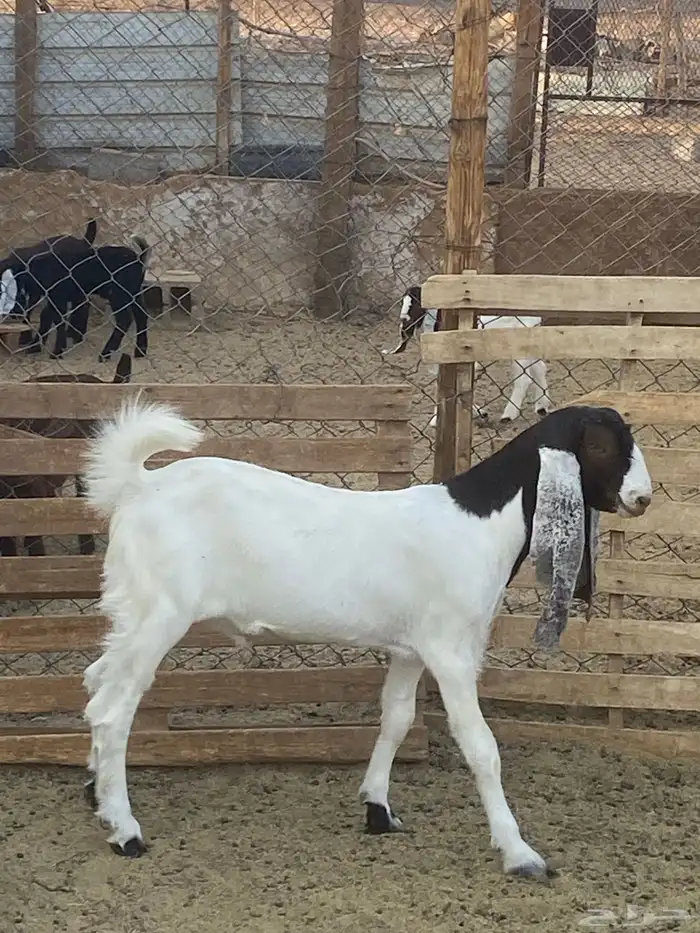 تيس ذبيحة من حلالي 1