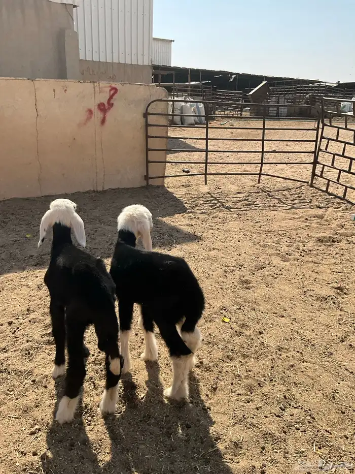 دواغير نجر رخل و خاروف 6