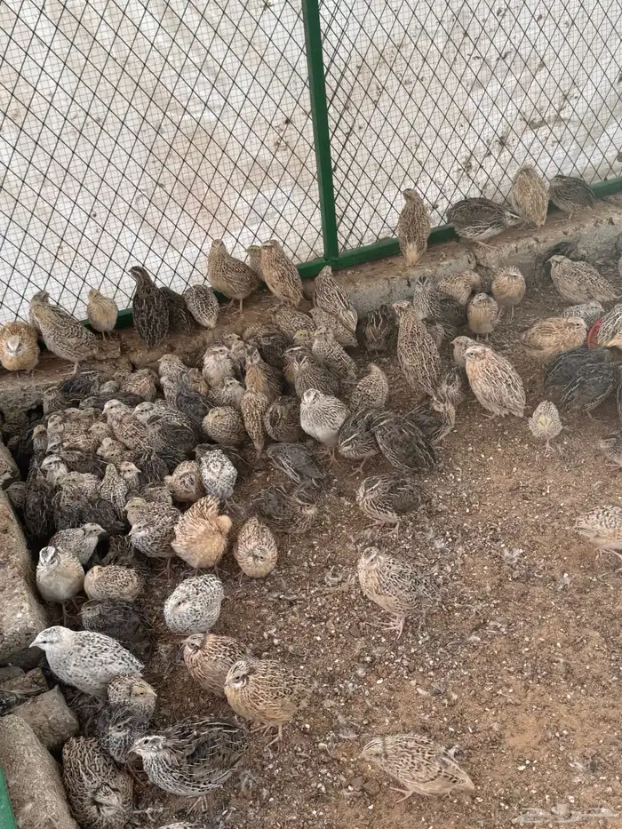 سمان فري بياض 0