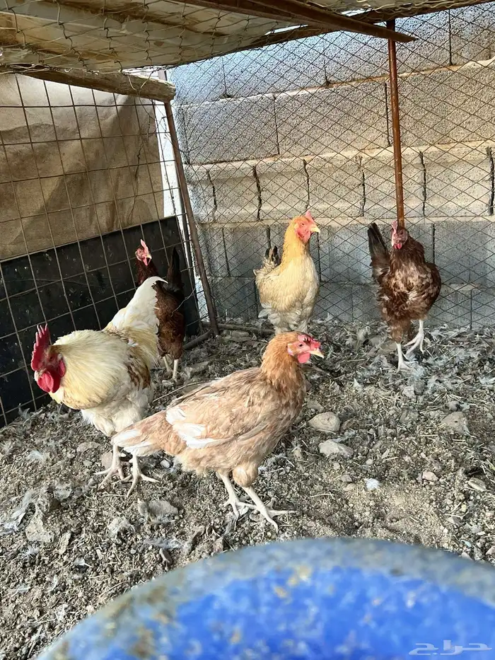 للبيع ديك دجاج 1