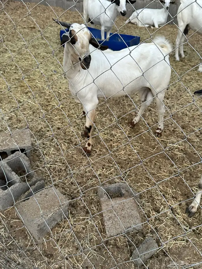 للبيع تيس فحل بيشي للتواصل واتس 4