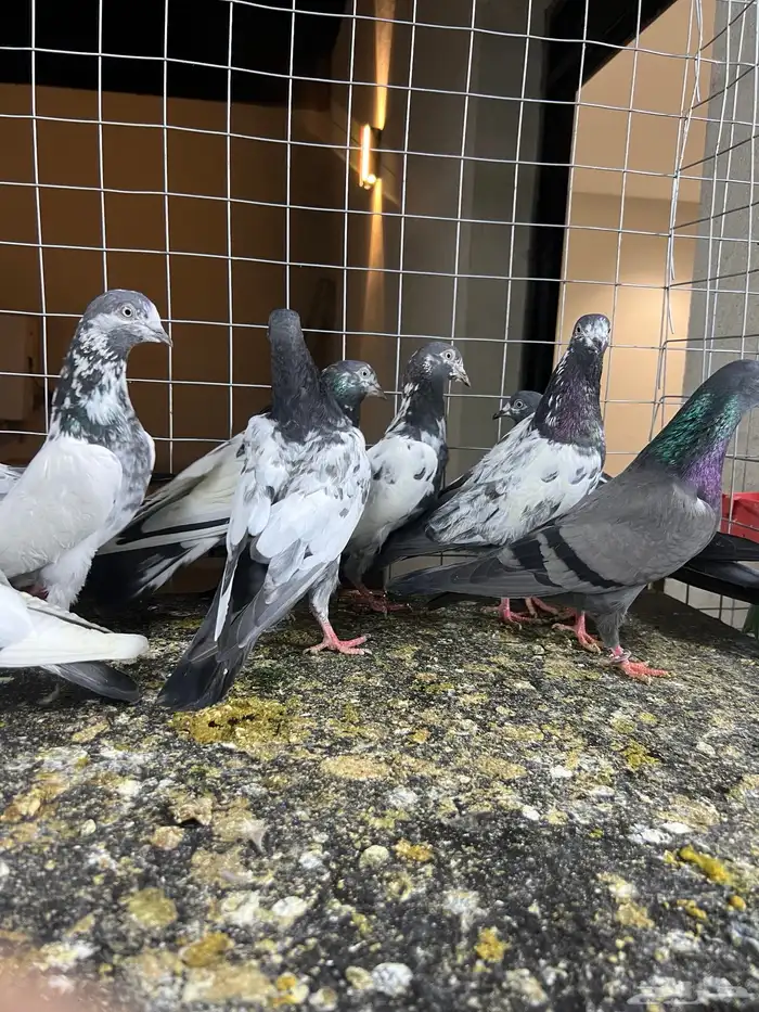 حمام باكستاني تيدي 5