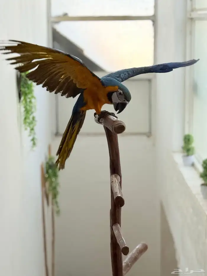 ببغاء مكاو اليف ولعوب ومتكلم عمر 8 شهور 3