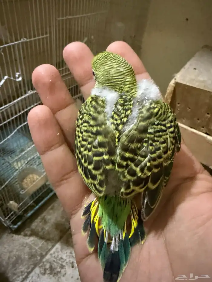 للتبني بادجي تم التبني خلاص راااح 0