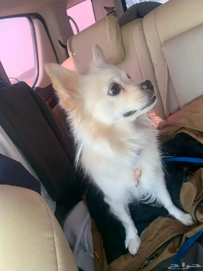 كلب بيتا هولك 2