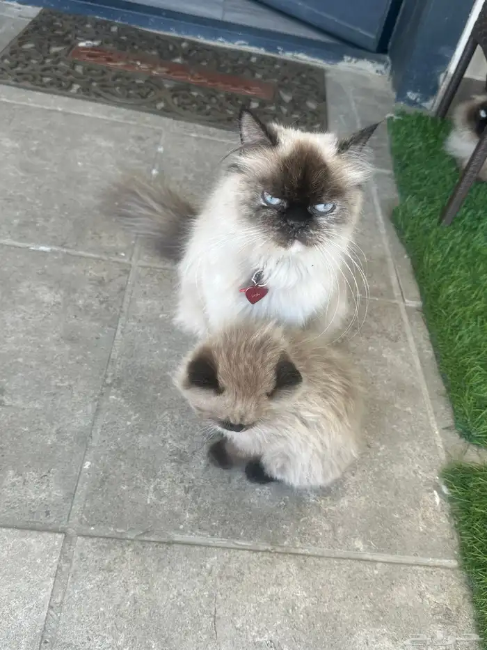 قطط هملايا للبيع 300 0