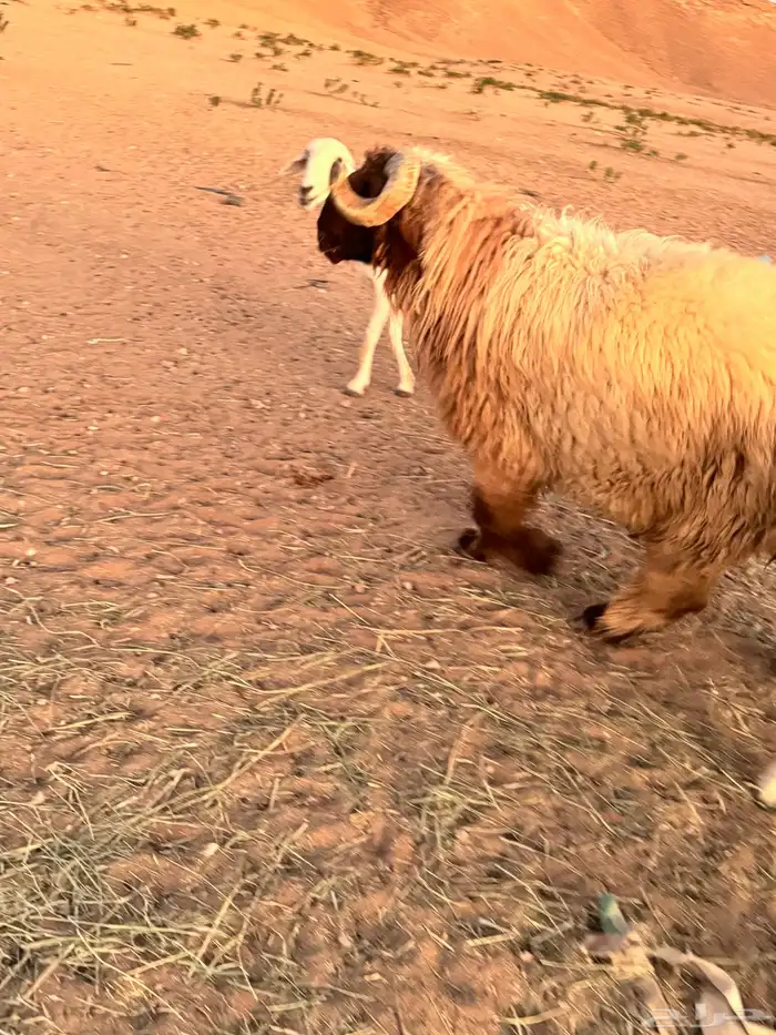 فحول نعيم سدس او توهن تامات 0