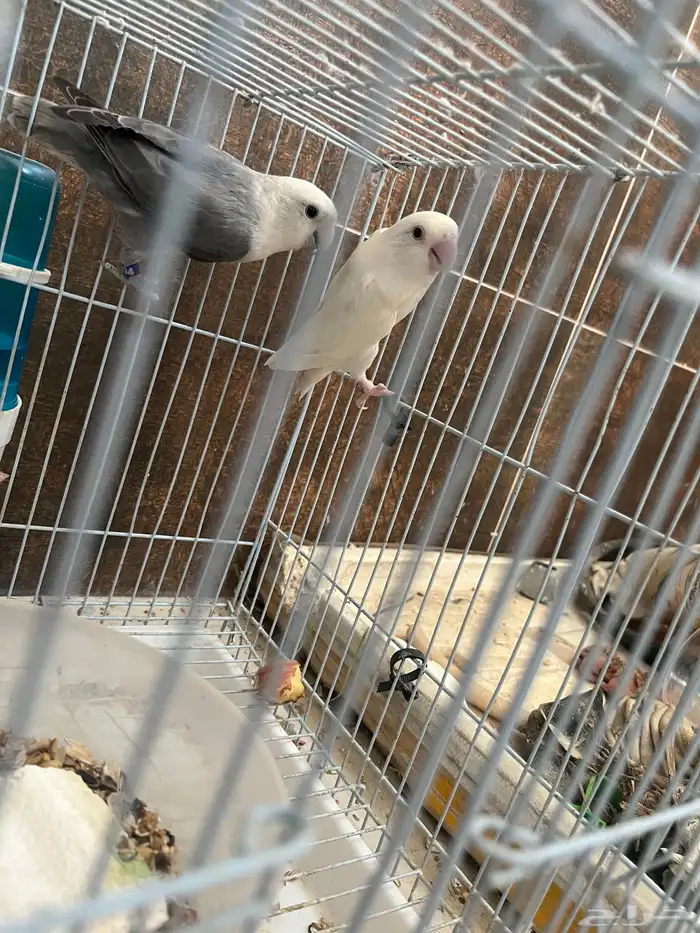 زوج روز منتج شي فاخر للي بيجهز للموسم 1