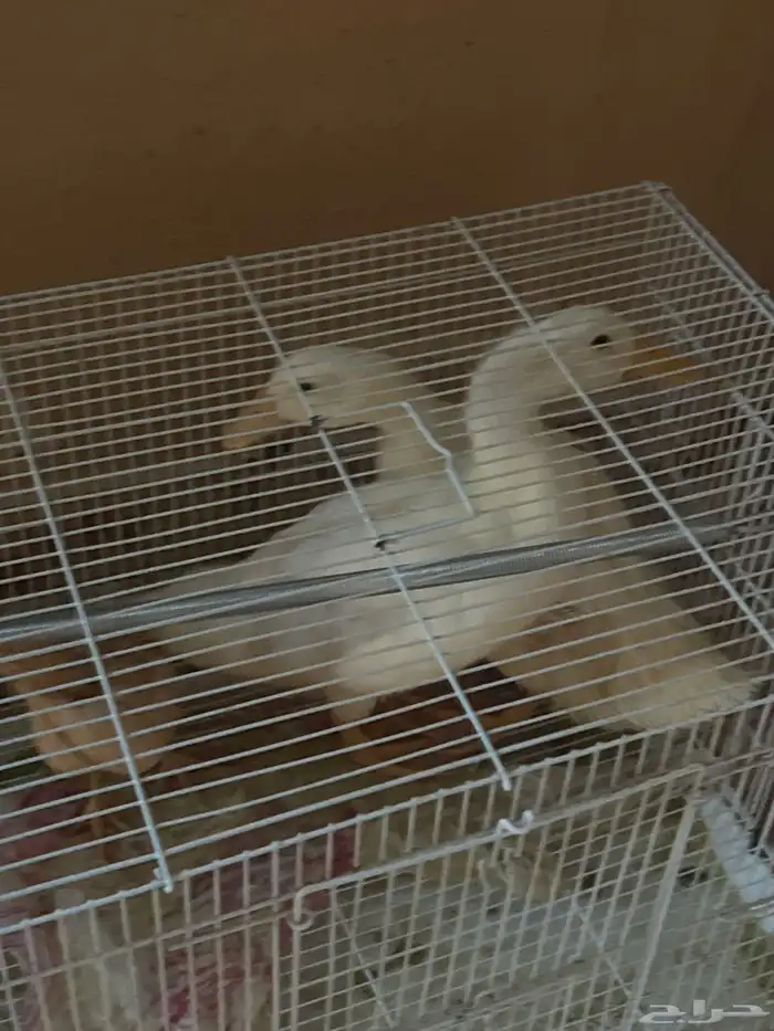 بط بكيني ودجاج بلدي 1