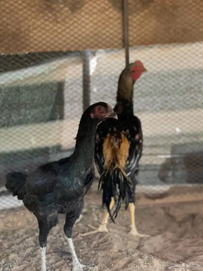 دجاج شامو الماني. زوج. 0