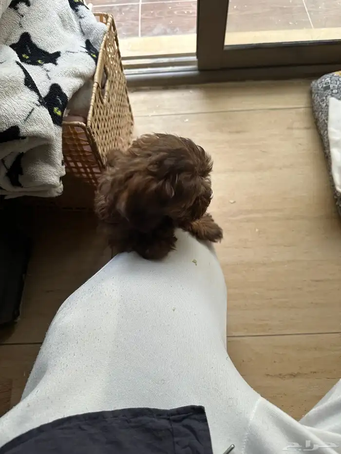 puppy 2 months only - جرو كلب للبيع 0