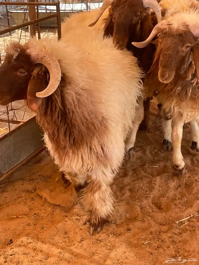 طليان نعيم جبر وسمين 1