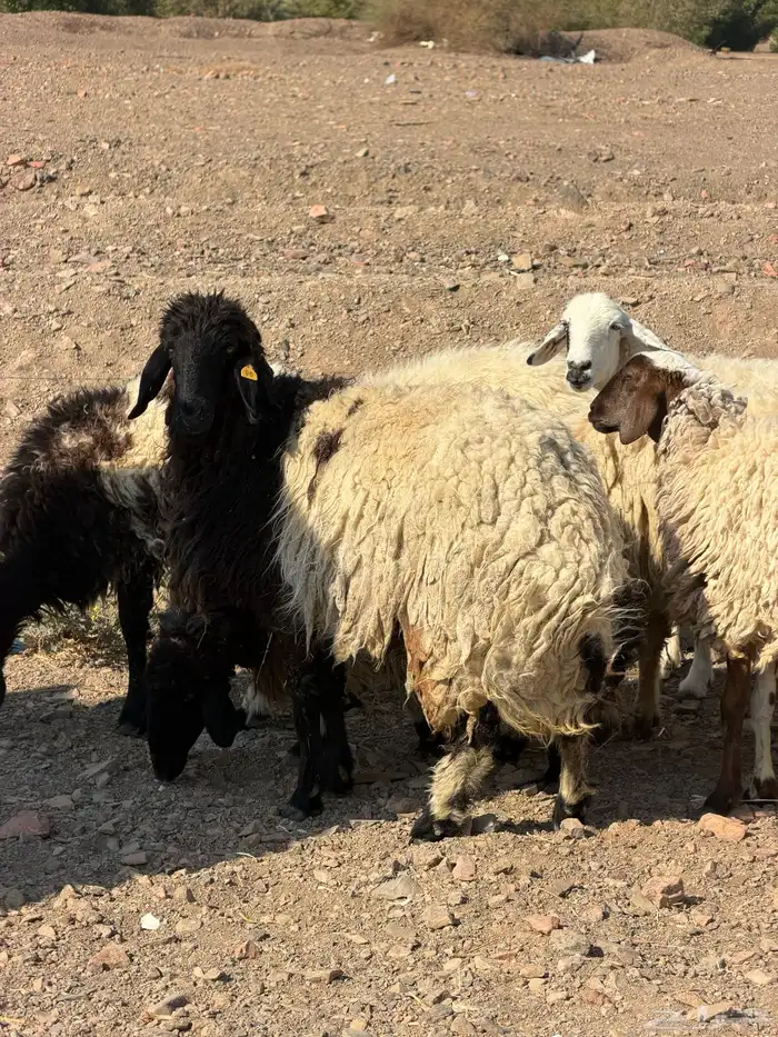 ضان نعيم دفيع بفحلها 0