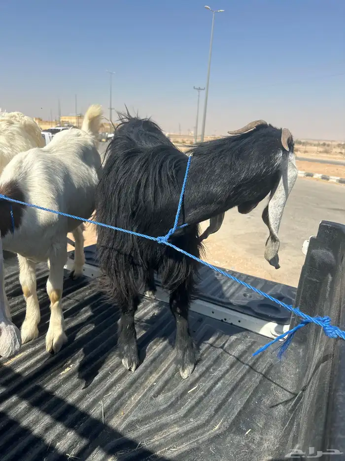 معزا هولندي وعارضية 0