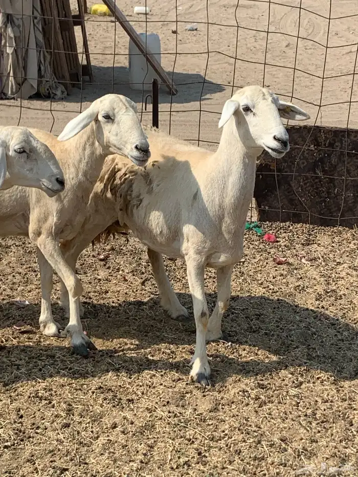 للبيع غنم حريات صنف ورخله والد 5