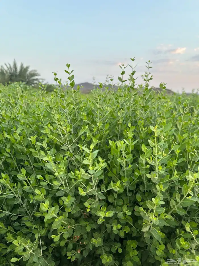 حنا طبيعي درجه اولى من مزارعنا مضمون 0