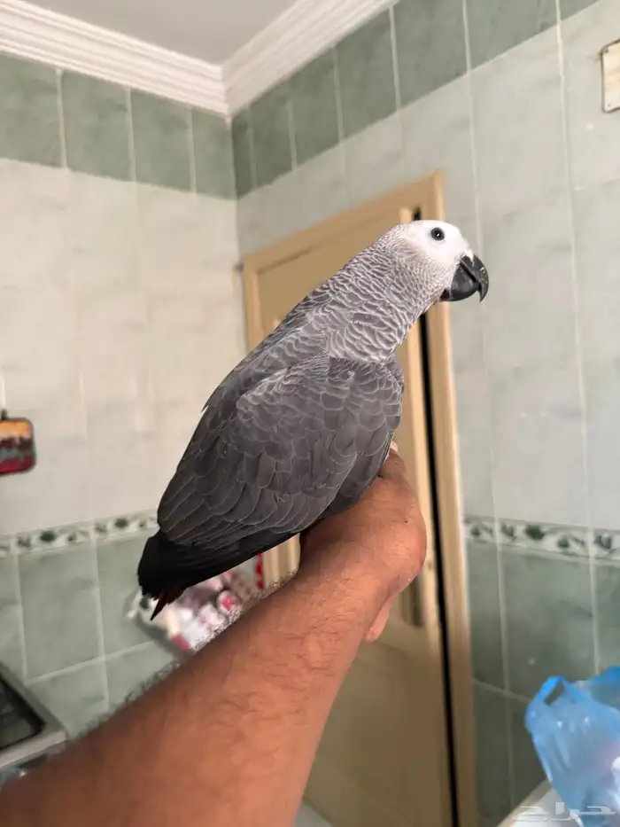 فرخ كاسكو سوبر سوبر جامبو تم البيع 5