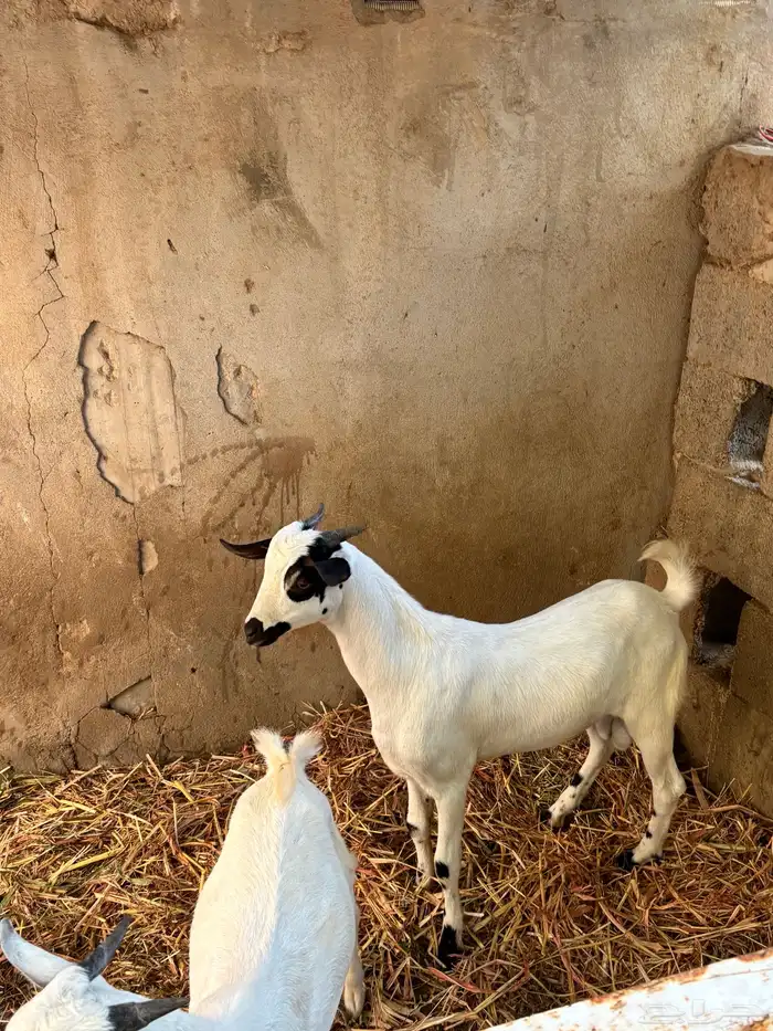 2تيوس ألموقع(بيش) 4