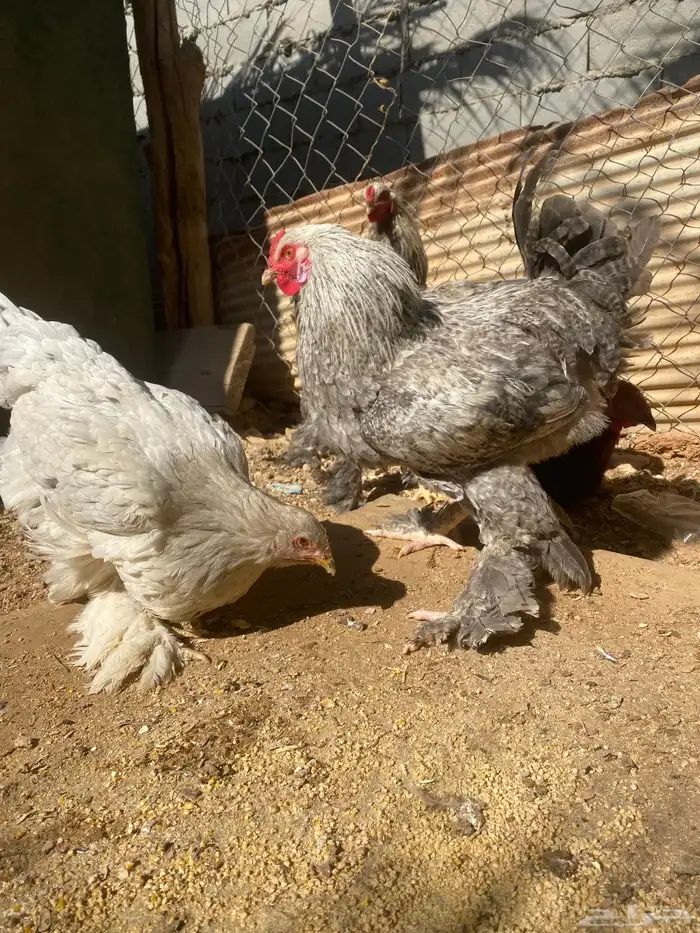 دجاج براهمه 4 والخامس ديك 1