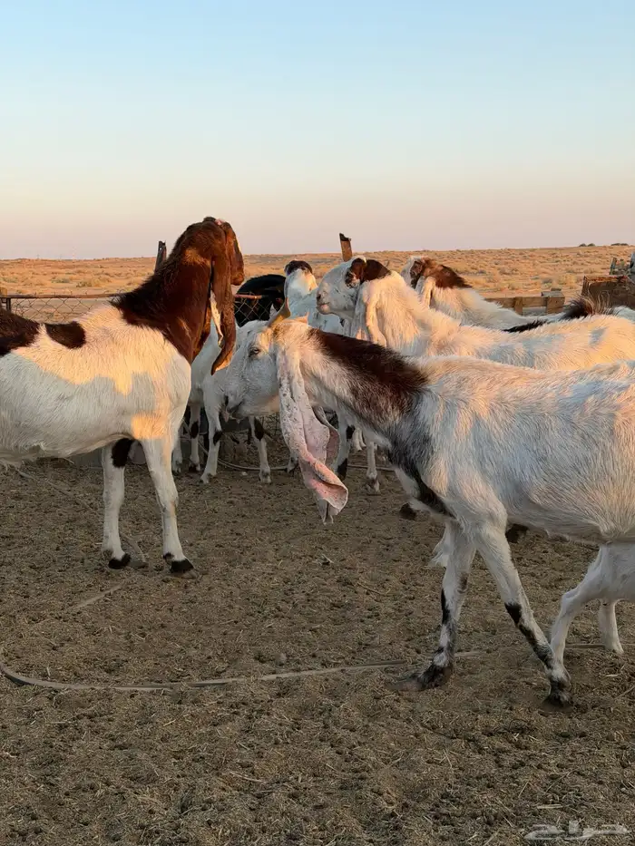 معزاء هولنديات 38