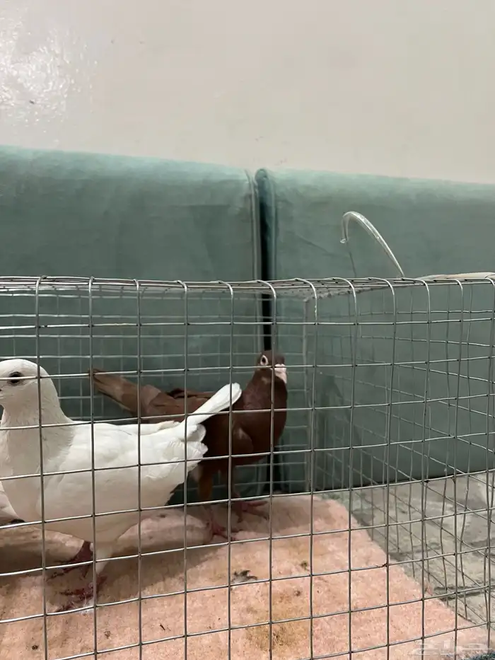 للبيع حمام حجم جامبو 4