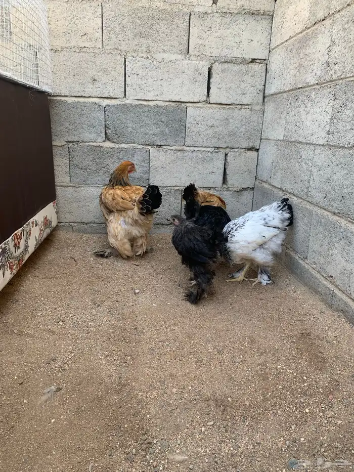 دجاج براهما اصايل 1