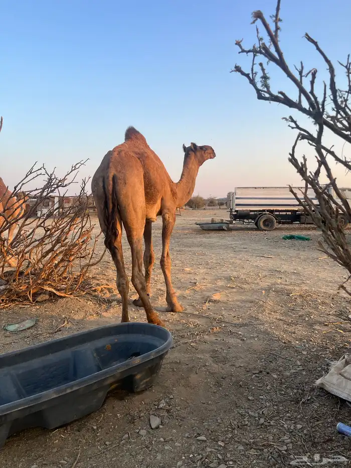 قعود فحل احمر طيب 15