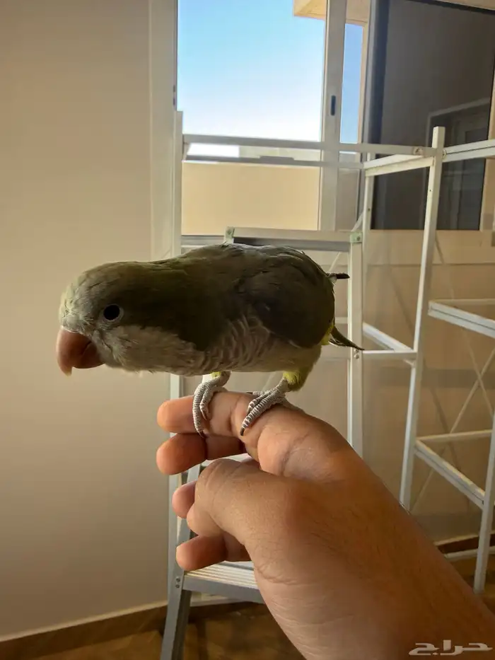 ببغاء كويكر اليف 1